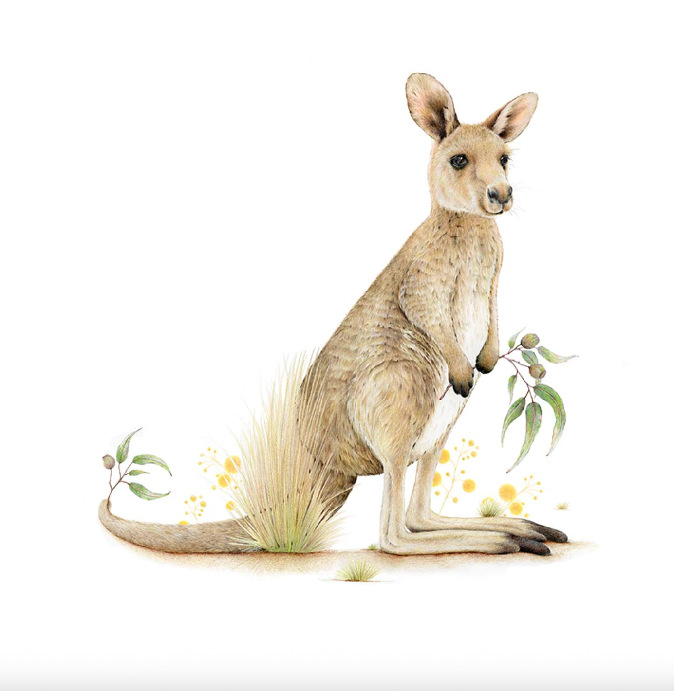 Kadee the Kangaroo Print