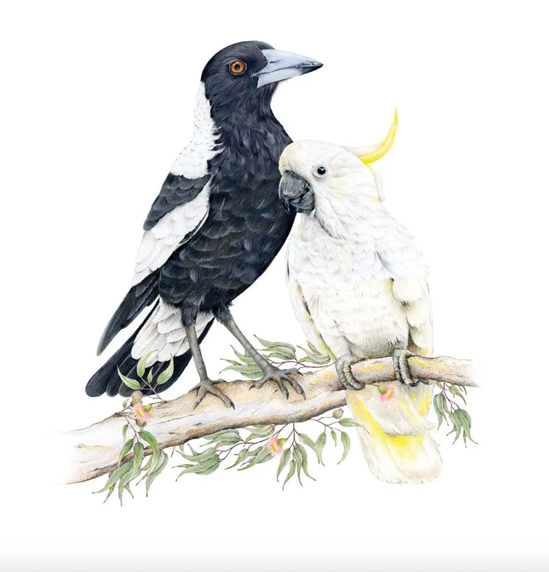 Maggie Cocky Duo | Art Print Australian Wildlife Hub