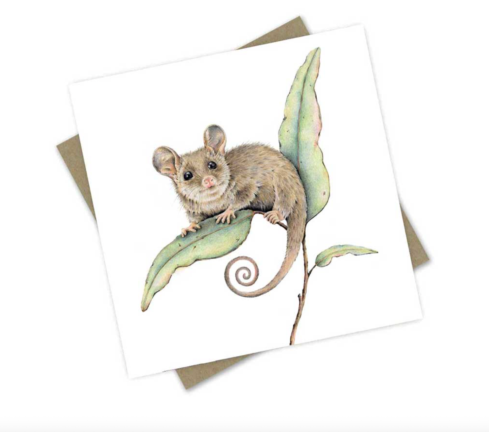 Peta the Pygmy Possum - Greeting Card