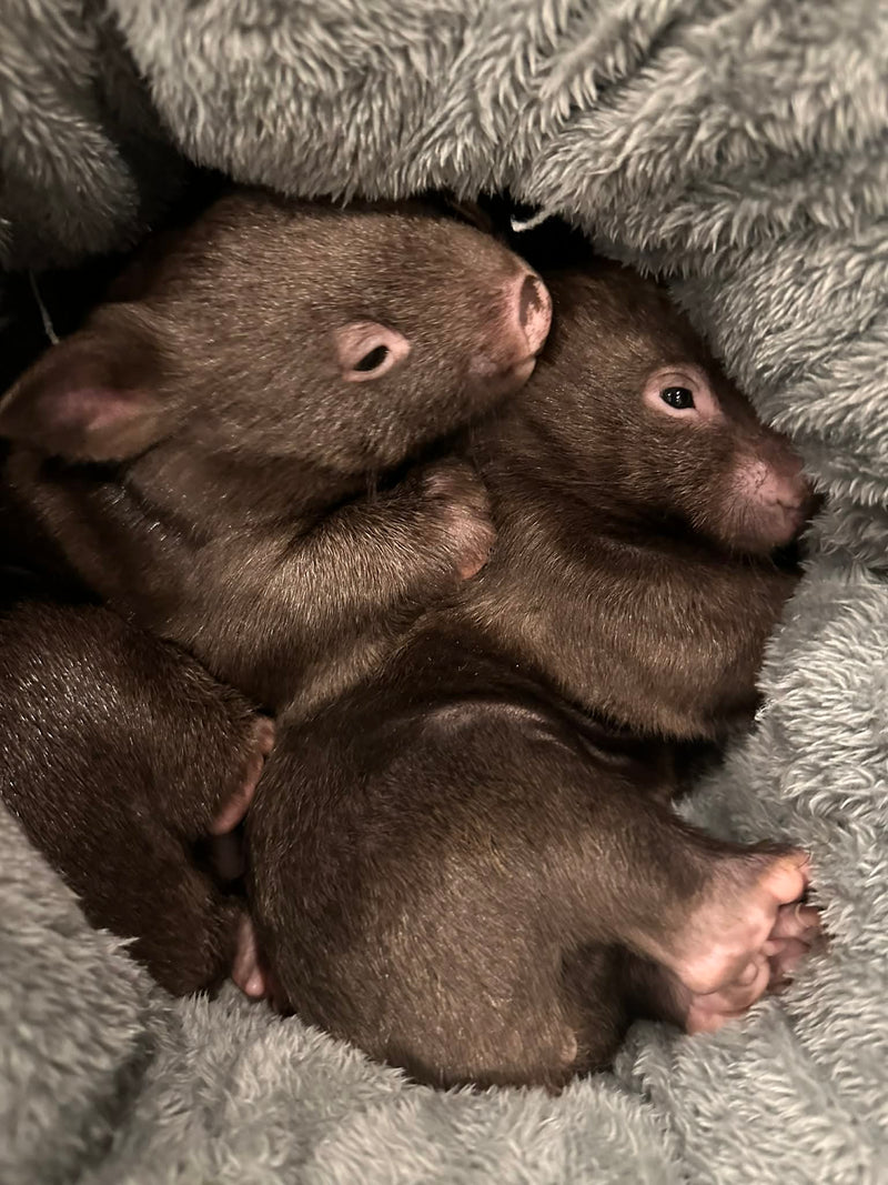 Digital Donation Australian Wildlife Hub